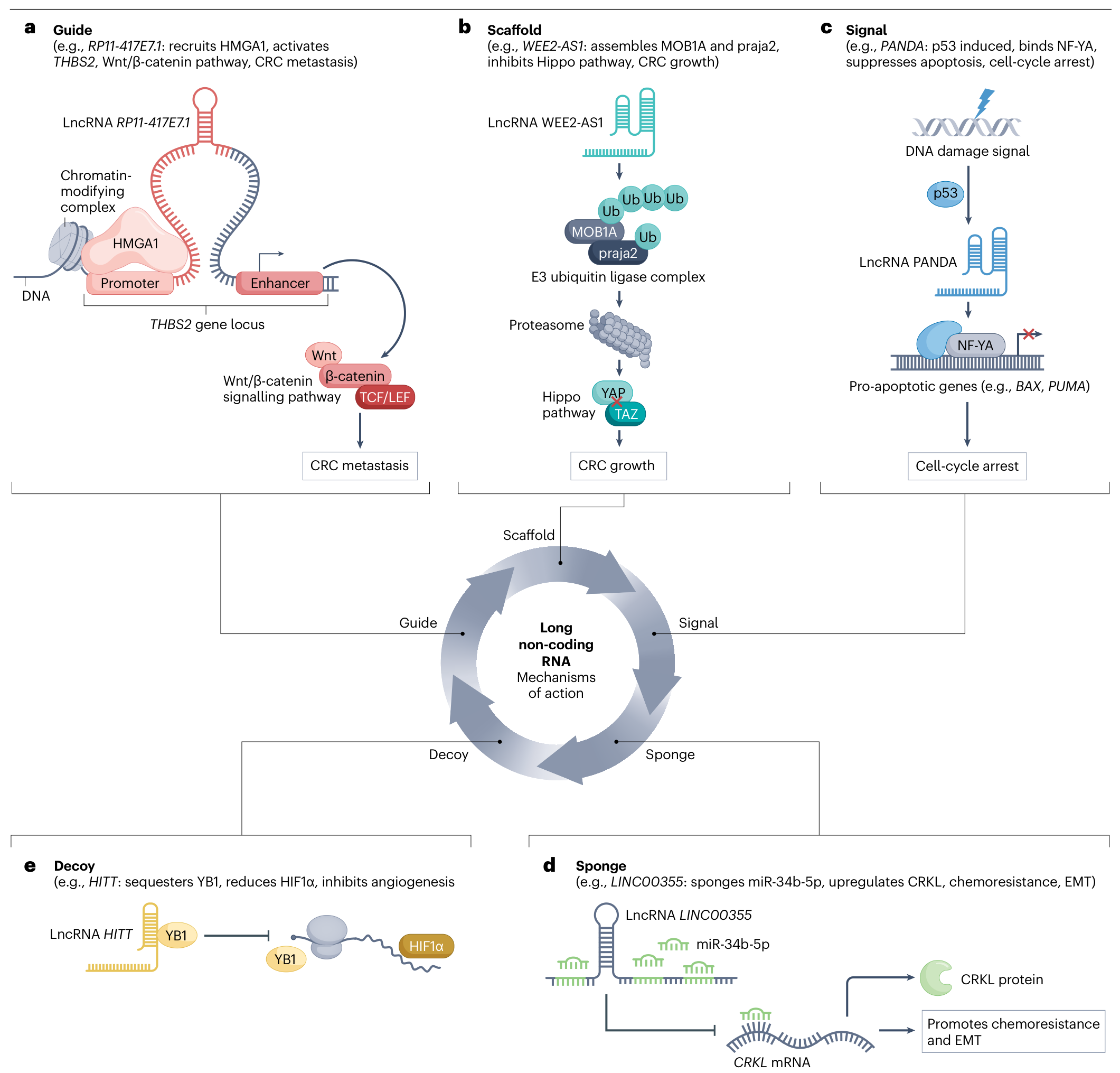 图 1:lncRNA 的五种作用机制